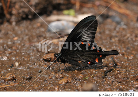 アゲハチョウの仲間　~カラスアゲハ~ 7518601