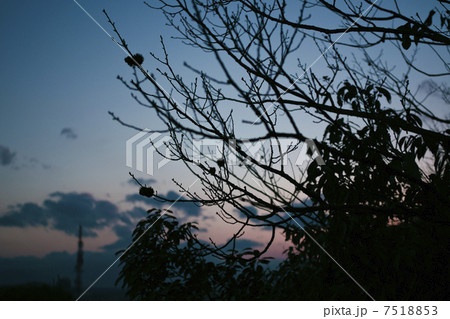 木と夕景 7518853