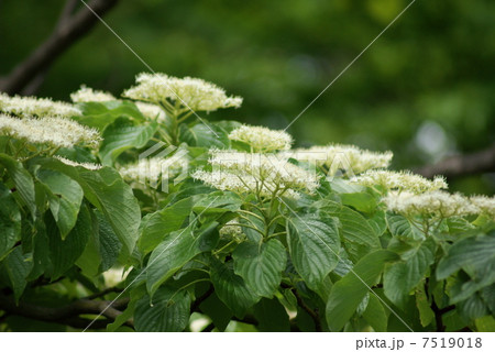 ミズキ　水木　Swida controversa　Giant dogwood 7519018