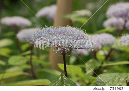 小紫陽花　コアジサイ　柴紫陽花　シバアジサイ 7519024