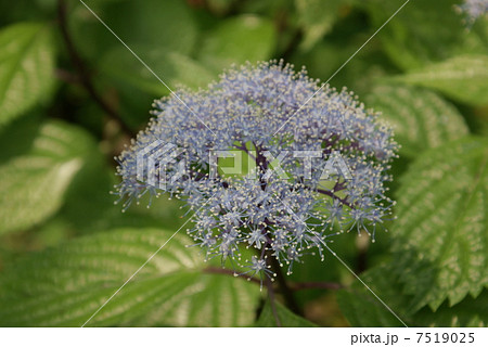 小紫陽花　コアジサイ　柴紫陽花　シバアジサイ 7519025
