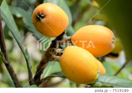 びわ びわ 7519180