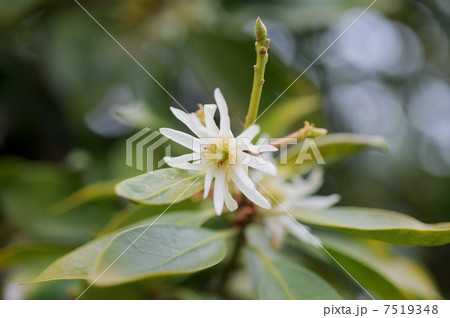 シキミの花 シキミの花 7519348