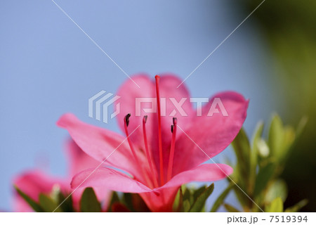 ツツジ ツツジ 7519394