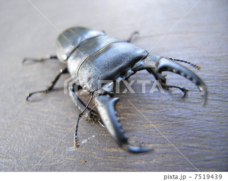 ヒラタクワガタ ヒラタクワガタ 7519439