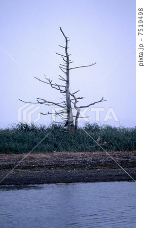 野付半島のトドワラ 7519498