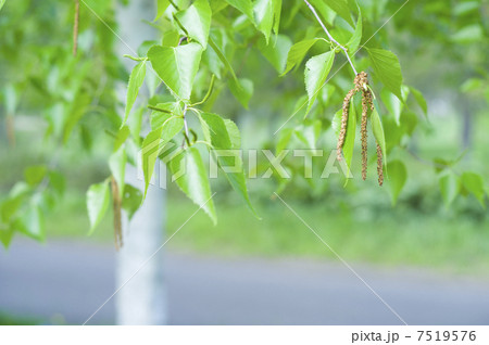 シラカバ花粉 7519576