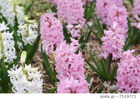 ヒヤシンス 7519771