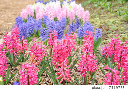 ヒヤシンス 7519773