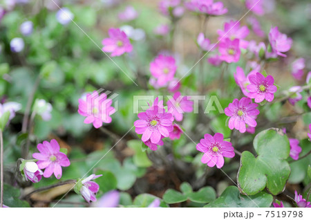 ユキワリソウの花 7519798