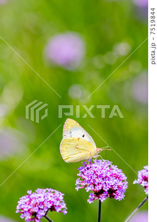 紋黄蝶と紫の花 昆虫の写真素材 紋黄蝶と紫の花 昆虫の写真素材 7519844