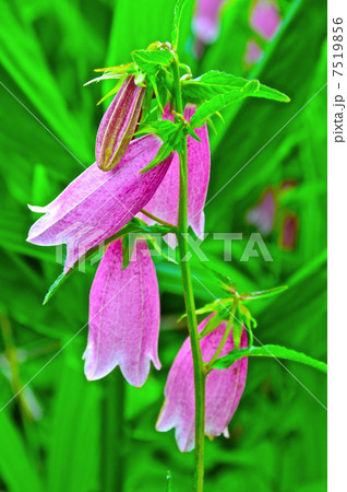 紫色の「ホタルブクロ」の花（埼玉県深谷市） 7519856