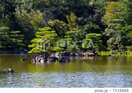 金閣寺の鏡湖池 7519868