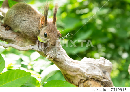 新緑とエゾリス 7519913