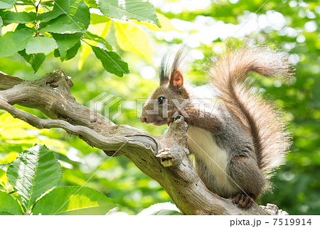 新緑とエゾリス 7519914