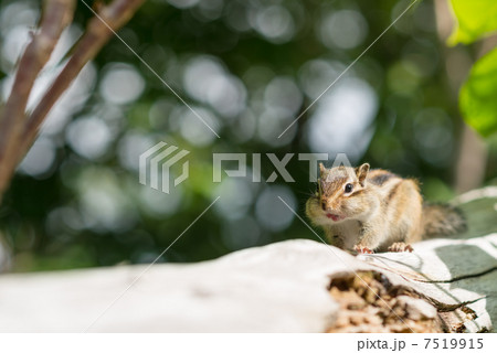 野生のエゾシマリス 7519915