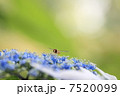 あじさいと蜂 7520099
