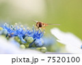 あじさいと蜂 7520100