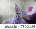 しょうぶとくも 7520186