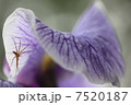 しょうぶとくも 7520187