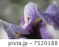 しょうぶとくも 7520188