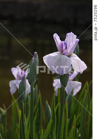 花しょうぶ　新朝日雪 7520296