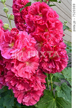 真っ赤なタチアオイ（東京都墨田区） 7520369