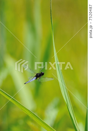 ハラビロトンボ ハラビロトンボ 7520487