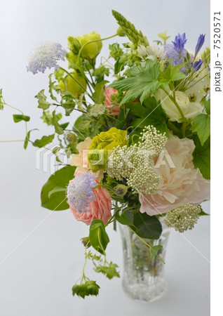 Maria（M） 7520571