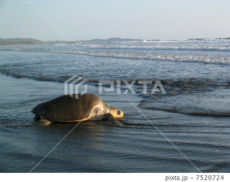 ウミガメ 7520724