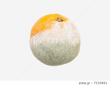 カビの生えたオレンジの写真素材 751