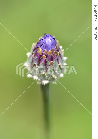 矢車菊の蕾 7520944