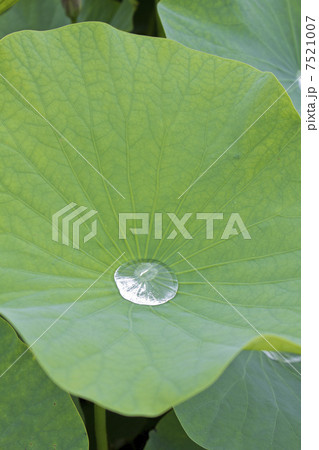 蓮の葉 蓮の葉 7521007