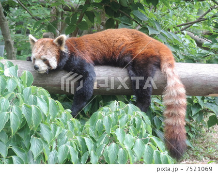 レッサーパンダ② 7521069