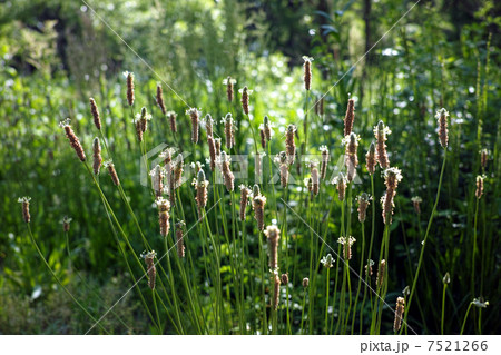 ヘラオオバコ 7521266