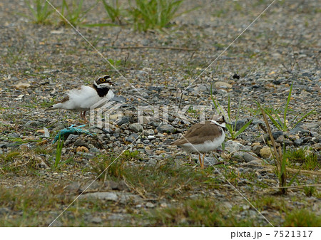 コチドリ 7521317