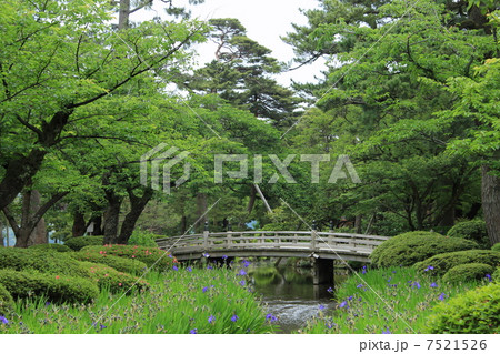 兼六園・カキツバタと花見橋 7521526