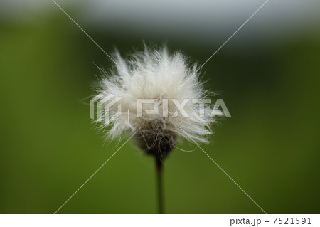 ﾜﾀｽｹﾞ 7521591