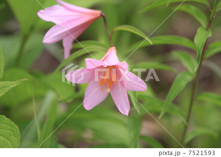 ひめさゆり ひめさゆり 7521593