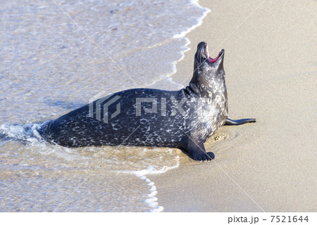 波打ち際で吠えるアザラシ 7521644