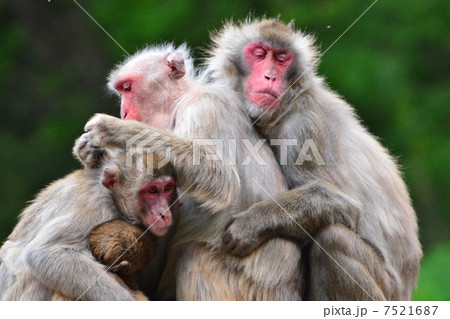 ニホンザル 7521687