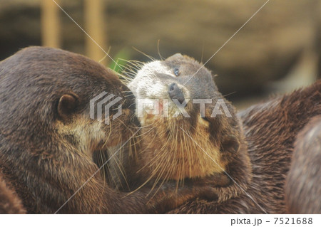 カワウソ カワウソ 7521688