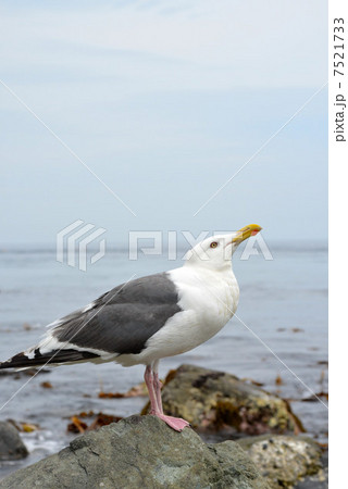 磯カモメ 7521733