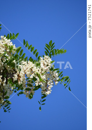 白いアカシア♪ 7521741