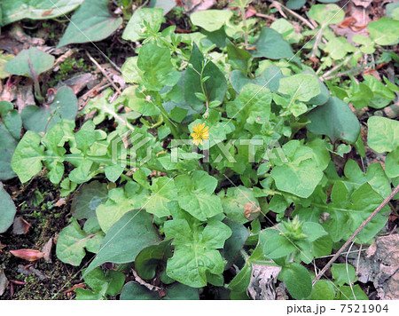 コオニタビラコ/赤塚公園 コオニタビラコ/赤塚公園 7521904