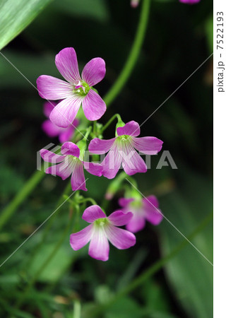ムラサキカタバミ 7522193