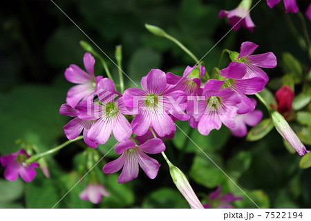 ムラサキカタバミ ムラサキカタバミ 7522194