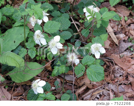 クサイチゴ/赤塚公園 クサイチゴ/赤塚公園 7522208