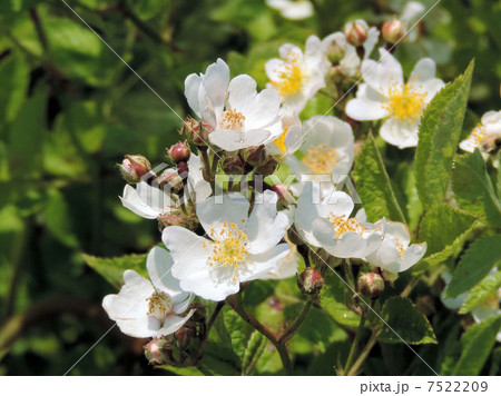 ノイチゴ／浅川 7522209