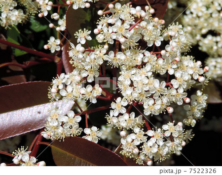 レッドロビンの花／東北道羽生ＩＣ 7522326